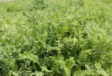 Yerli korunga "NKÜ Efsane" adıyla tescillendi