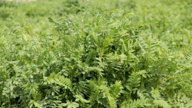 Yerli korunga "NKÜ Efsane" adıyla tescillendi