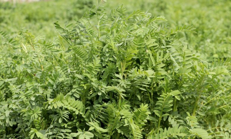 Yerli korunga "NKÜ Efsane" adıyla tescillendi